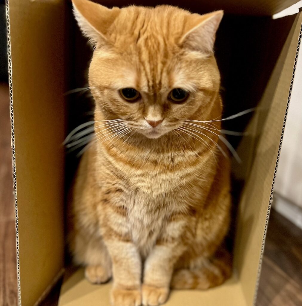 怖いって、言わニャイでー！茶トラ ハナ