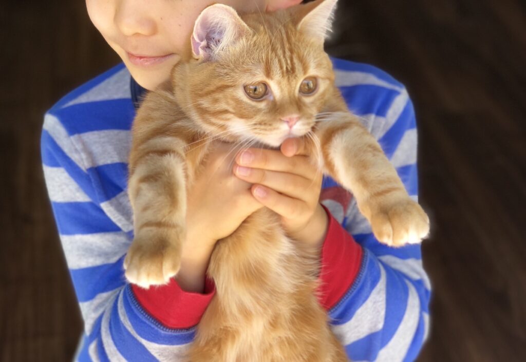 今日は大好きなにいにの誕生日。にいにが「ねこと暮らしたい」って言ってくれたから、わたしはここにいるの。今日は、わたしにとっても嬉しい記念日。
今日は嬉しい記念日。茶トラ ハナ - 今日は大好きなにいにの誕生日。にいにが「ねこと暮らしたい」って言ってくれたから、わたしはここにいるの。今日は、わたしにとっても嬉しい記念日。 今日は嬉しい記念日。茶トラ ハナ
