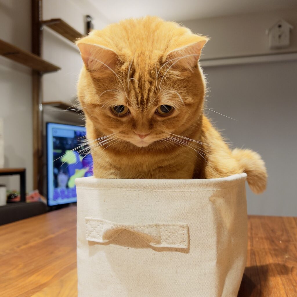別人なんて、言わないで。茶トラ ハナ