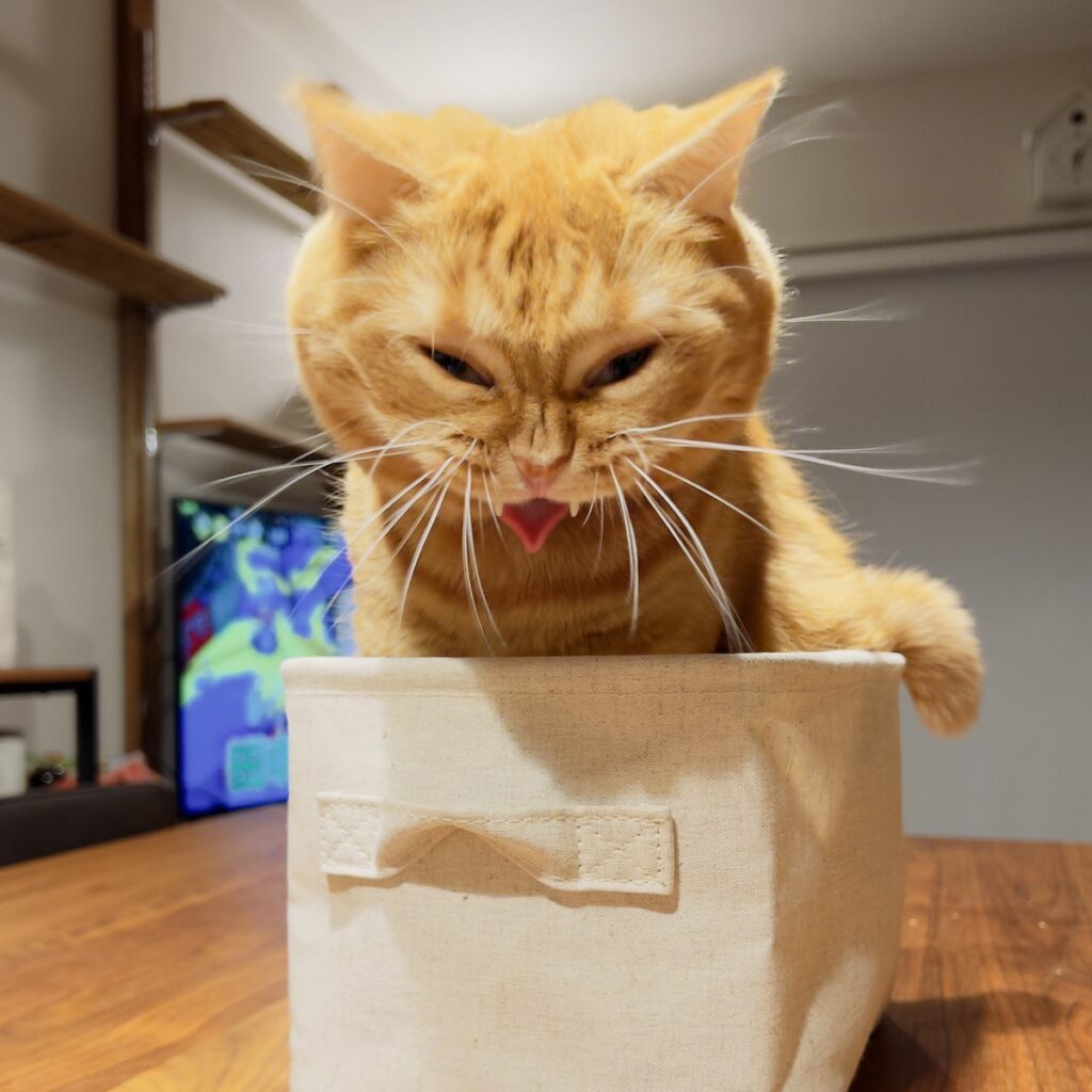 別人なんて、言わないで。茶トラ ハナ