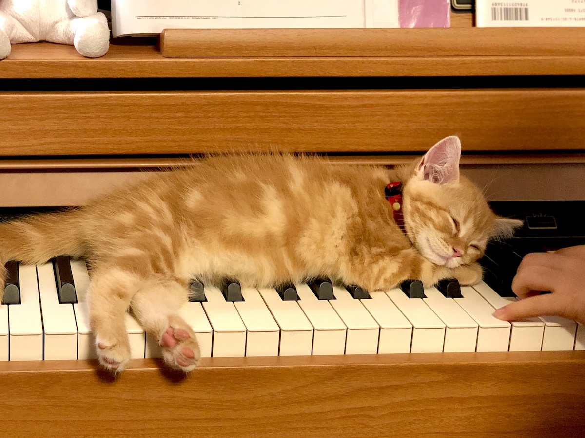 音色にウトウト。【ハナは今日も百面相。vol.17】