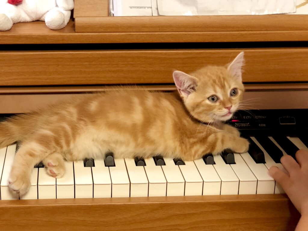 音色にウトウト。茶トラ ハナ