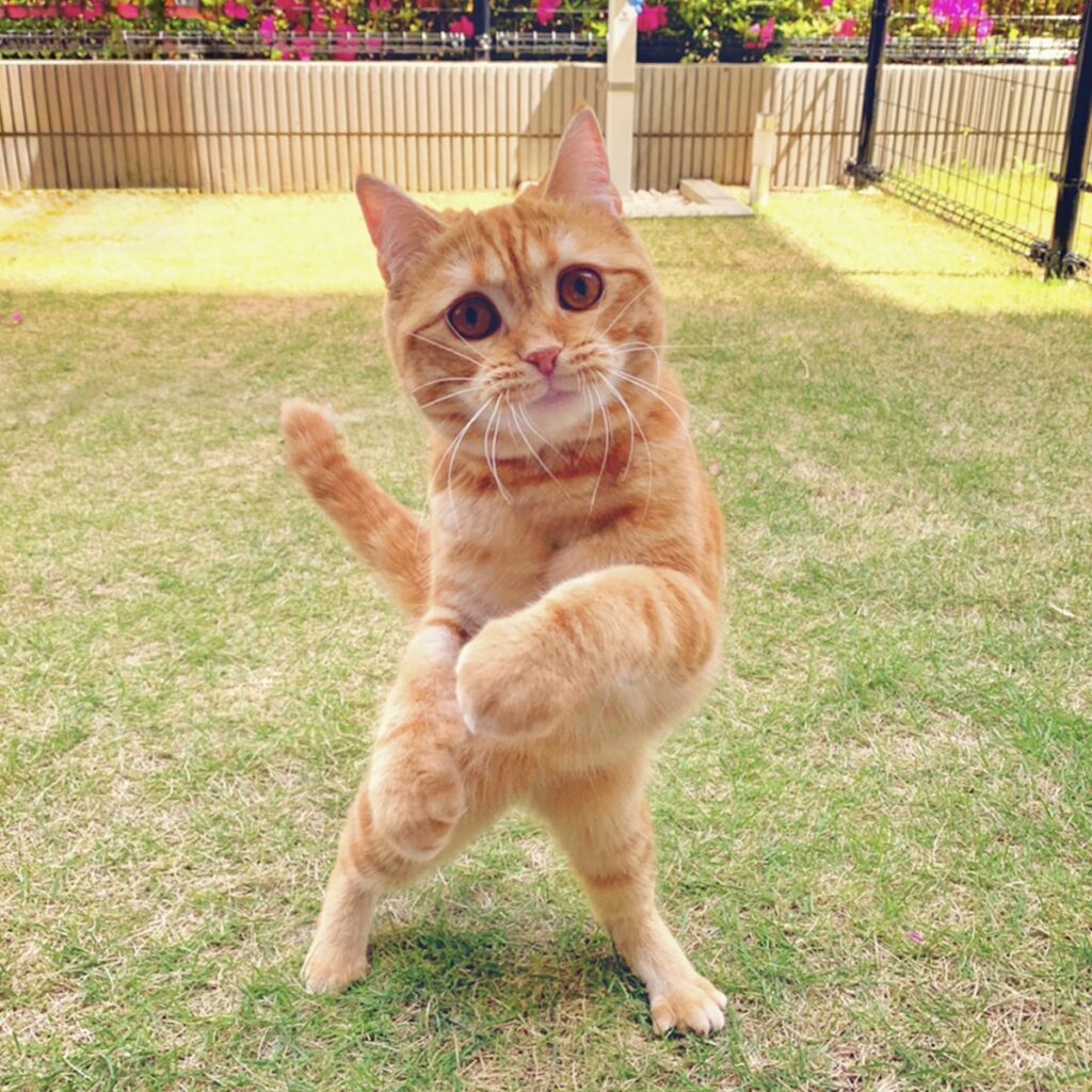 お庭でカンフー！茶トラ ハナ