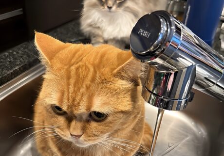 これが、マイルーティン。茶トラ ハナ