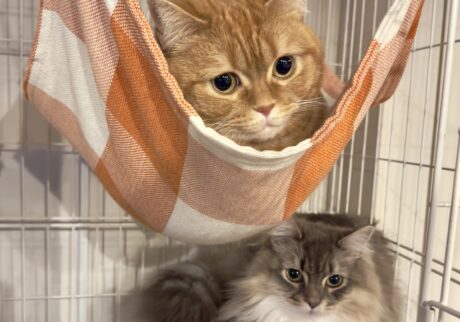 必殺、聞こえないフリ。茶トラ ハナ