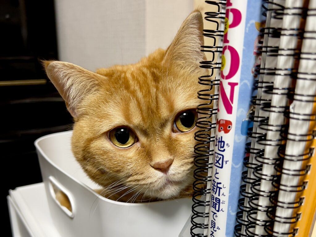 監視ならお任せを。茶トラ ハナ