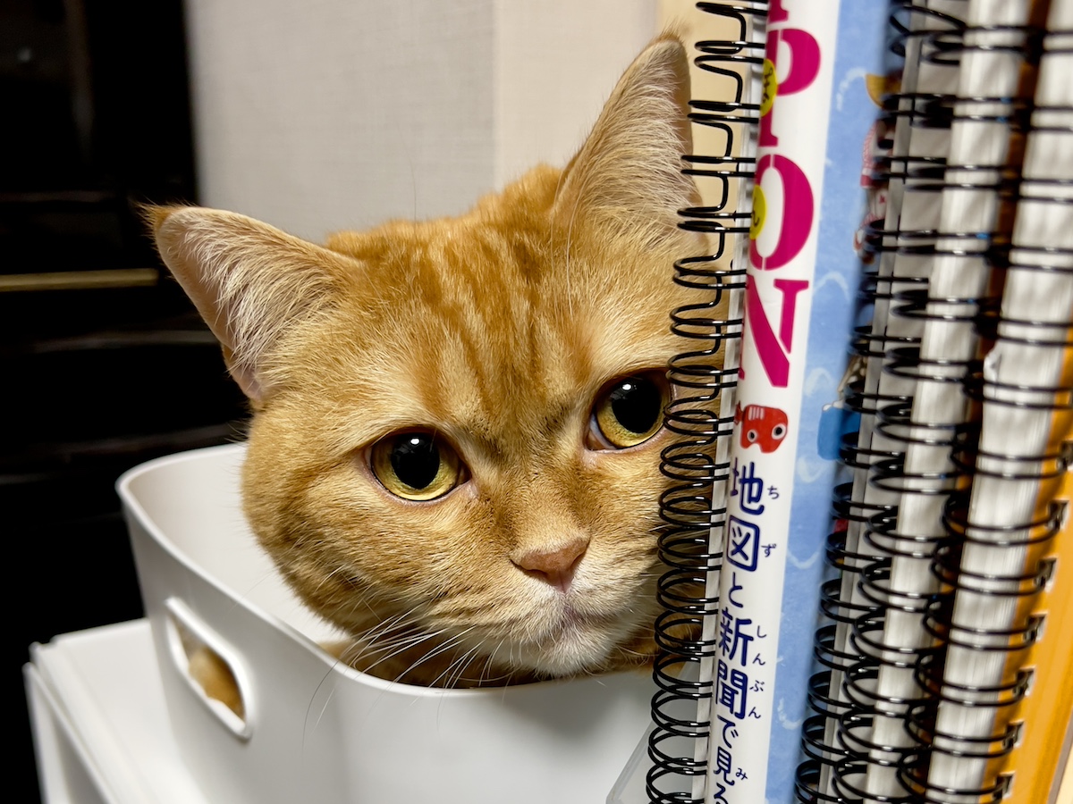 監視ならお任せを。【ハナは今日も百面相。vol.24】