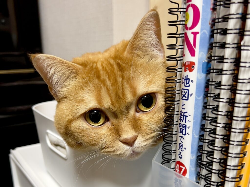監視ならお任せを。茶トラ ハナ