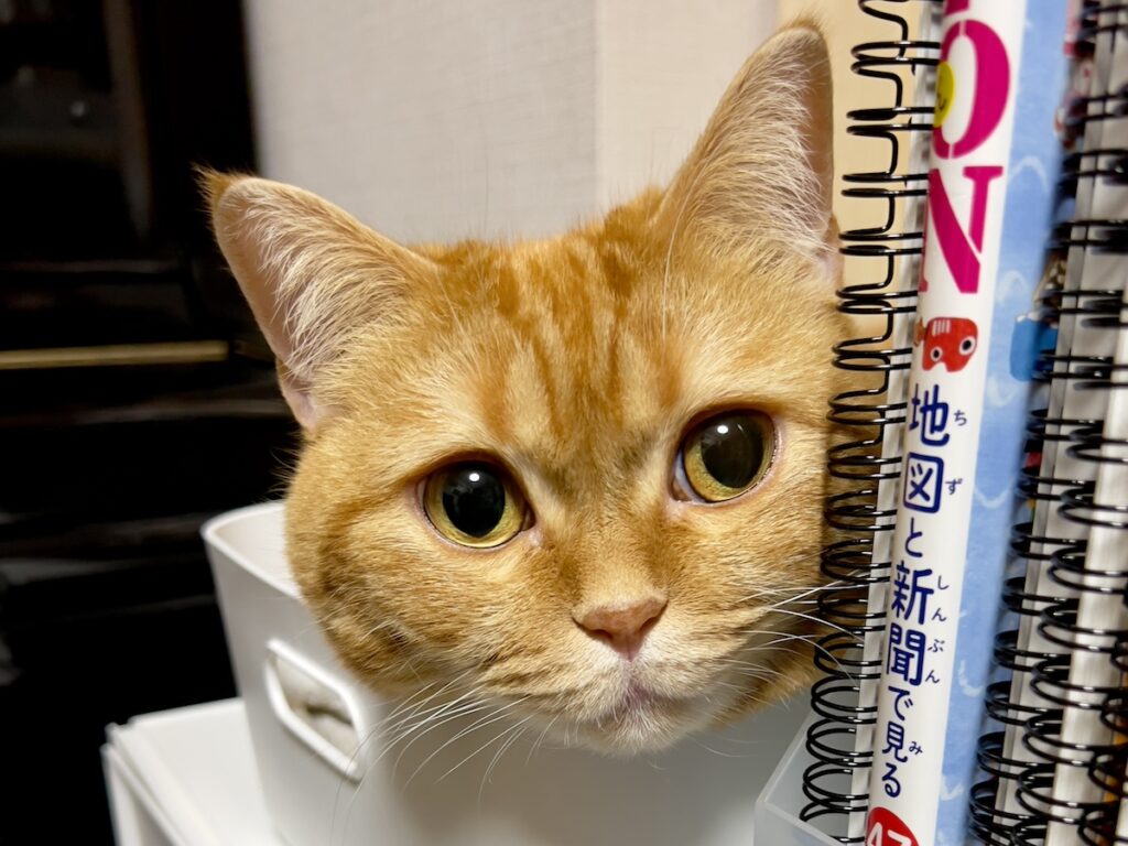 監視ならお任せを。茶トラ ハナ