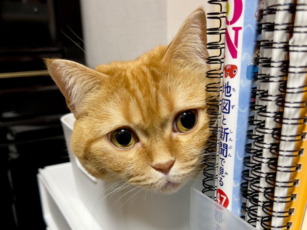 監視ならお任せを。茶トラ ハナ