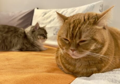 お母さんがいない隙に。茶トラ ハナ