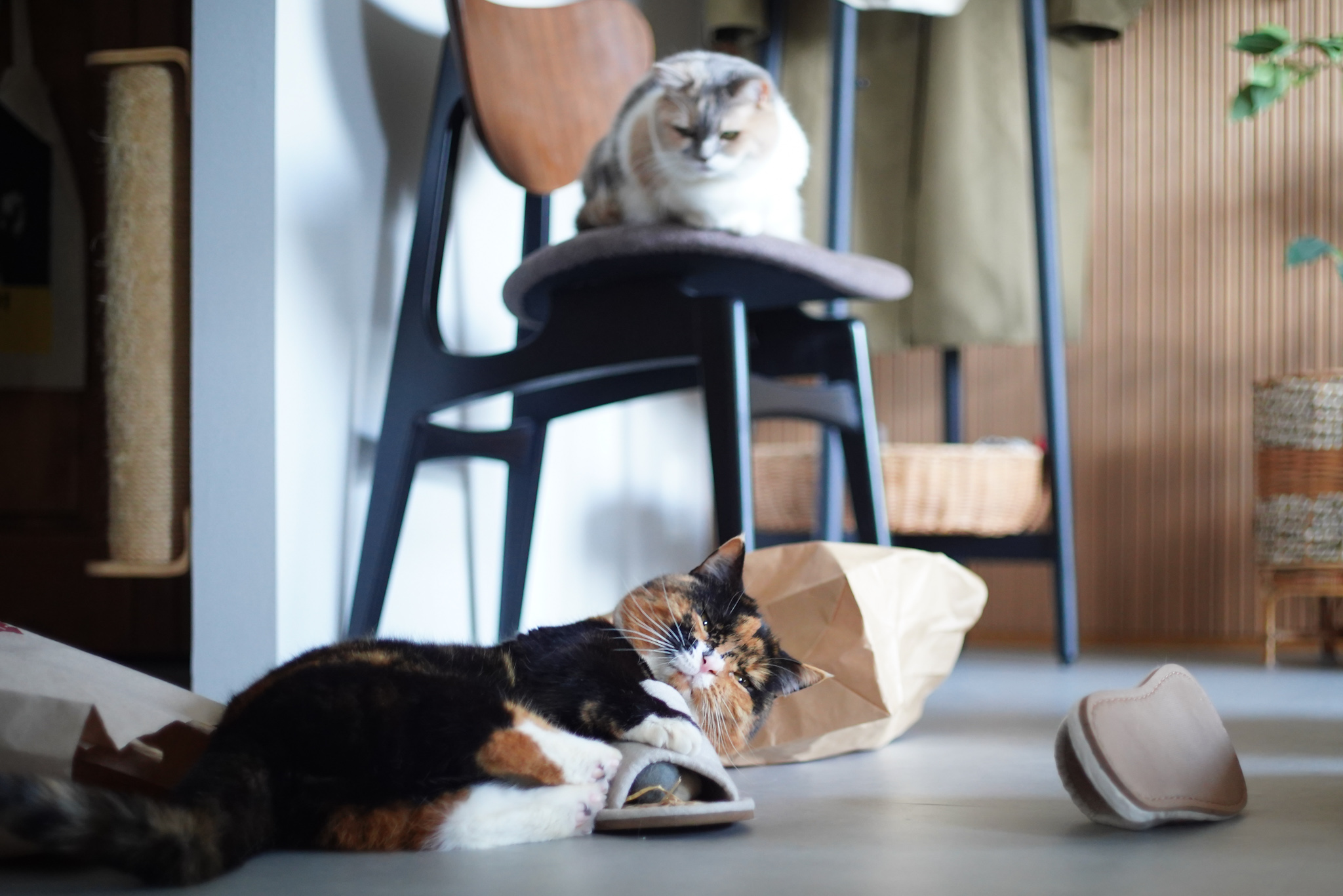 どうも、こげ色違いの三毛猫ツインズです。【ちくわとおこげ、三毛猫コンビ記。vol.1】