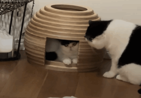 かまっておくれよ、ちろり。 おちょこ ちろり キゾチックショートヘア