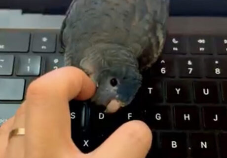 11年目のマッサージ 【僕とサザナミインコ ダイアンの生活。vol.120】