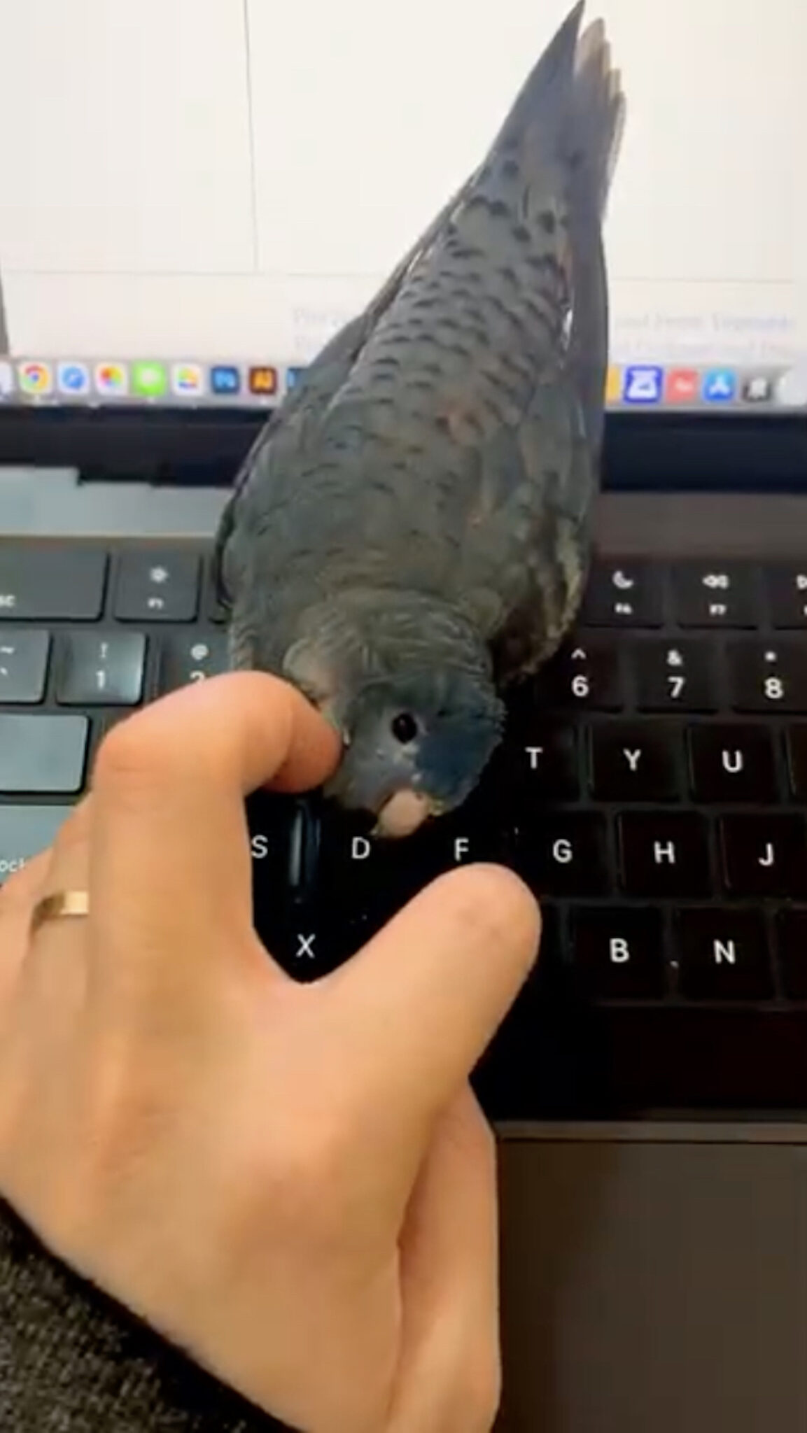 11年目のマッサージ 【僕とサザナミインコ ダイアンの生活。vol.120】