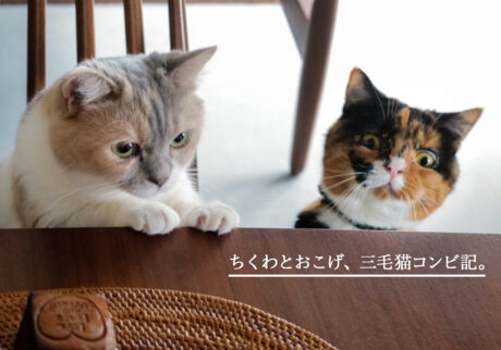 ちくわとおこげ、三毛猫コンビ記 サビ猫 ミケ猫