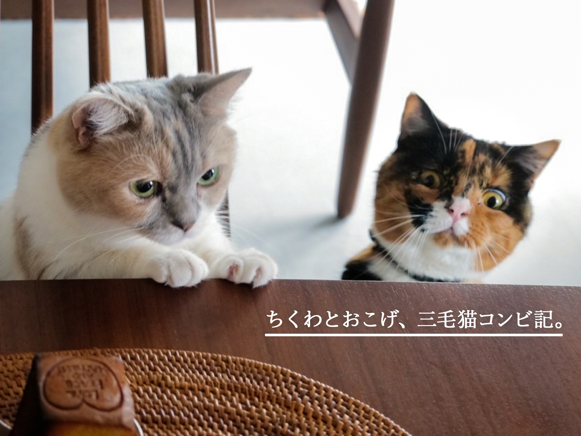 7月も毎日更新！ ちくわとおこげ、三毛猫コンビ記。