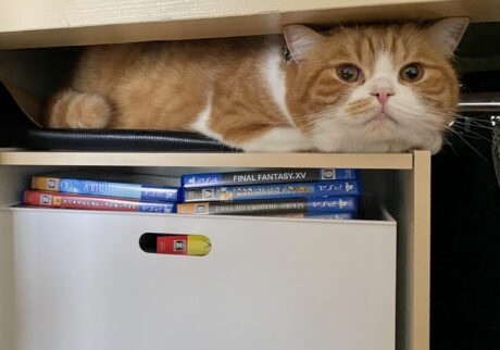 にゃん体動物？【とろろ、もふもふDays。vol.130】ハチワレ とろろ