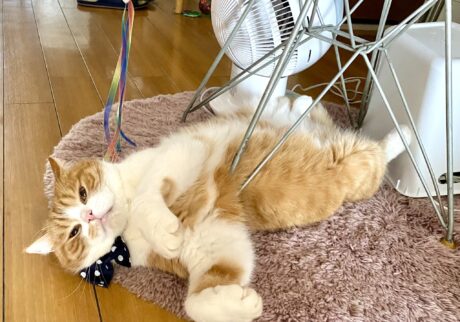 暑いときはこうします。【とろろ、もふもふDays。vol.132】ハチワレ とろろ