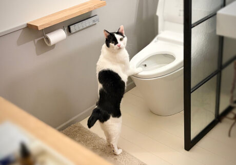 もしかして、天才！？【〈LOISIR〉デザイナー・前田敬子による、保護猫・えいたと暮らす日常。 vol.77】白黒猫 ハチワレ えいた