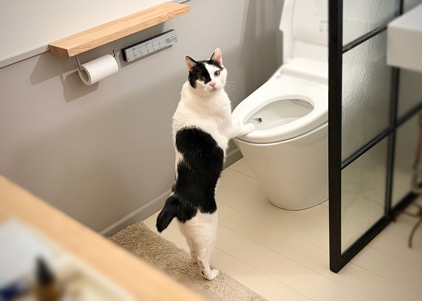 えいたの最新トイレ事情。【〈LOISIR〉デザイナー・前田敬子による、保護猫・えいたと暮らす日常。 vol.77】