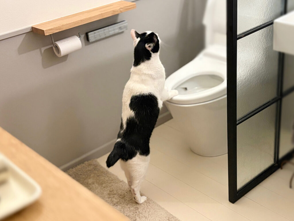 もしかして、天才！？【〈LOISIR〉デザイナー・前田敬子による、保護猫・えいたと暮らす日常。 vol.77】白黒猫 ハチワレ えいた