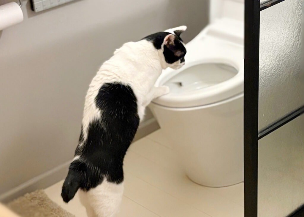 もしかして、天才！？【〈LOISIR〉デザイナー・前田敬子による、保護猫・えいたと暮らす日常。 vol.77】白黒猫 ハチワレ えいた