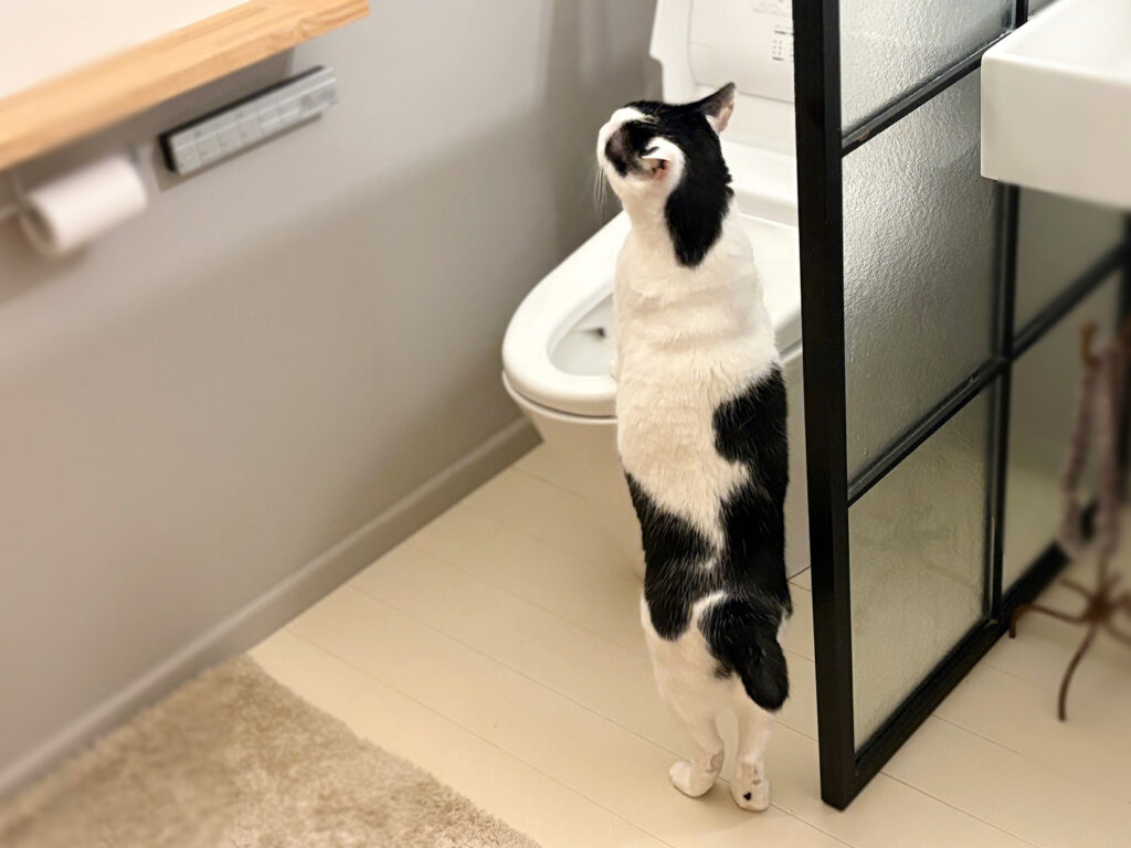 もしかして、天才！？【〈LOISIR〉デザイナー・前田敬子による、保護猫・えいたと暮らす日常。 vol.77】白黒猫 ハチワレ えいた