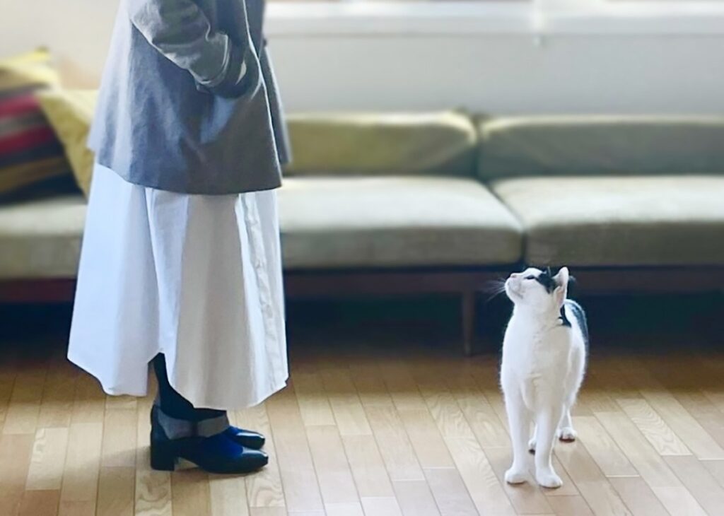 マネージャー気取り。【〈LOISIR〉デザイナー・前田敬子による、保護猫・えいたと暮らす日常。 vol.78】保護猫 えいた