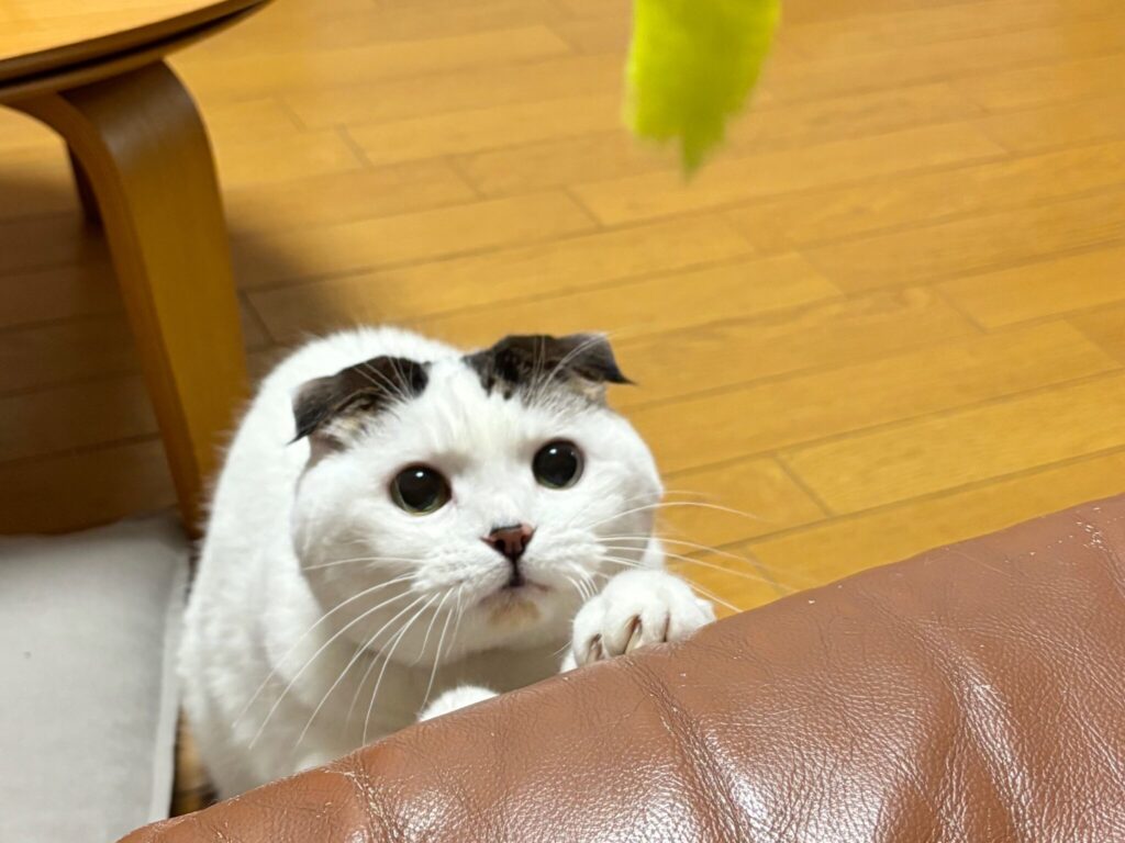思い出のソファとの別れ。【いなほ、オレ物語。vol.233】 スコティッシュフォールド いなほ