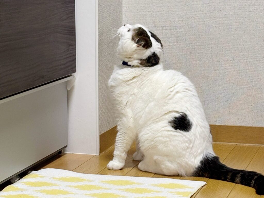 念力送ってます。【いなほ、オレ物語。vol.234】スコティッシュフォールド いなほ