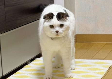 念力送ってます。【いなほ、オレ物語。vol.234】スコティッシュフォールド いなほ