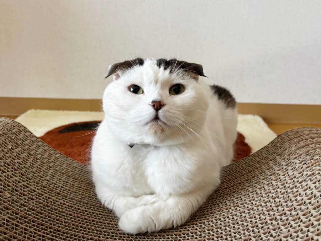 いろんな表情、見てってな。【いなほ、オレ物語。vol.236】スコティッシュフォールド いなほ