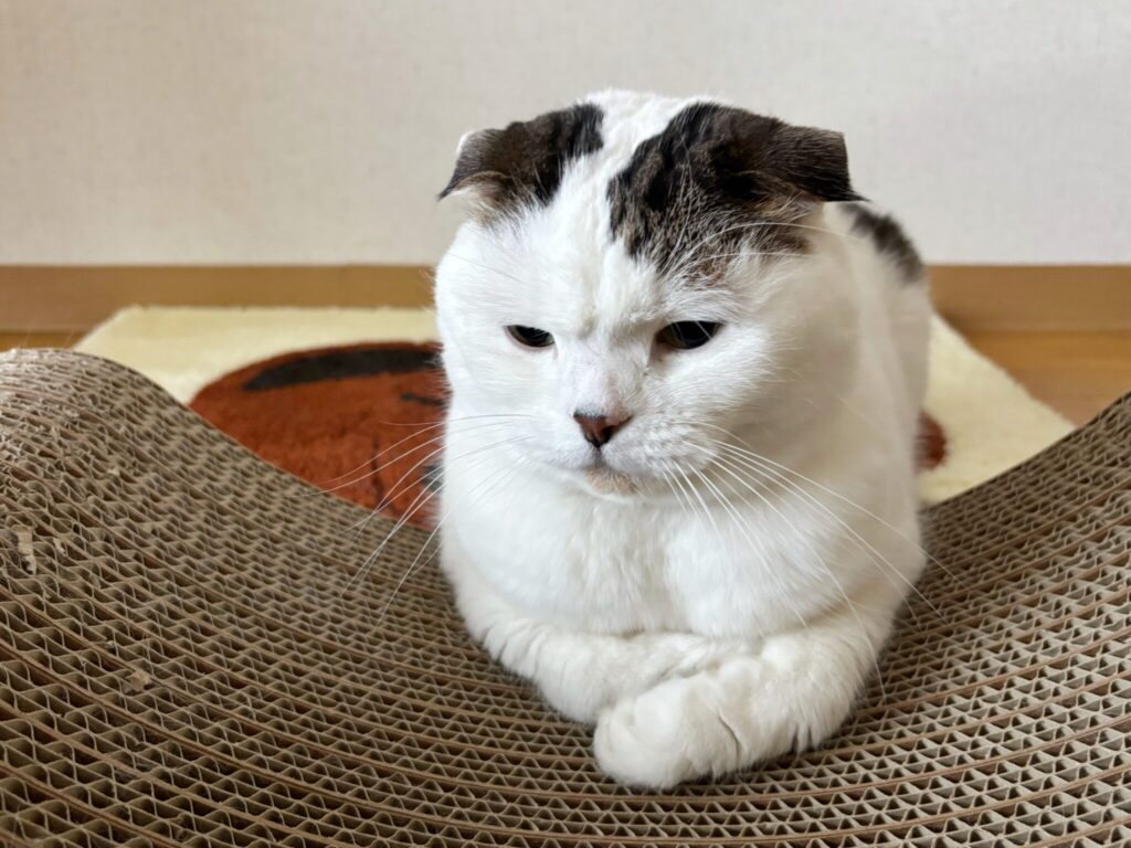 いろんな表情、見てってな。【いなほ、オレ物語。vol.236】スコティッシュフォールド いなほ