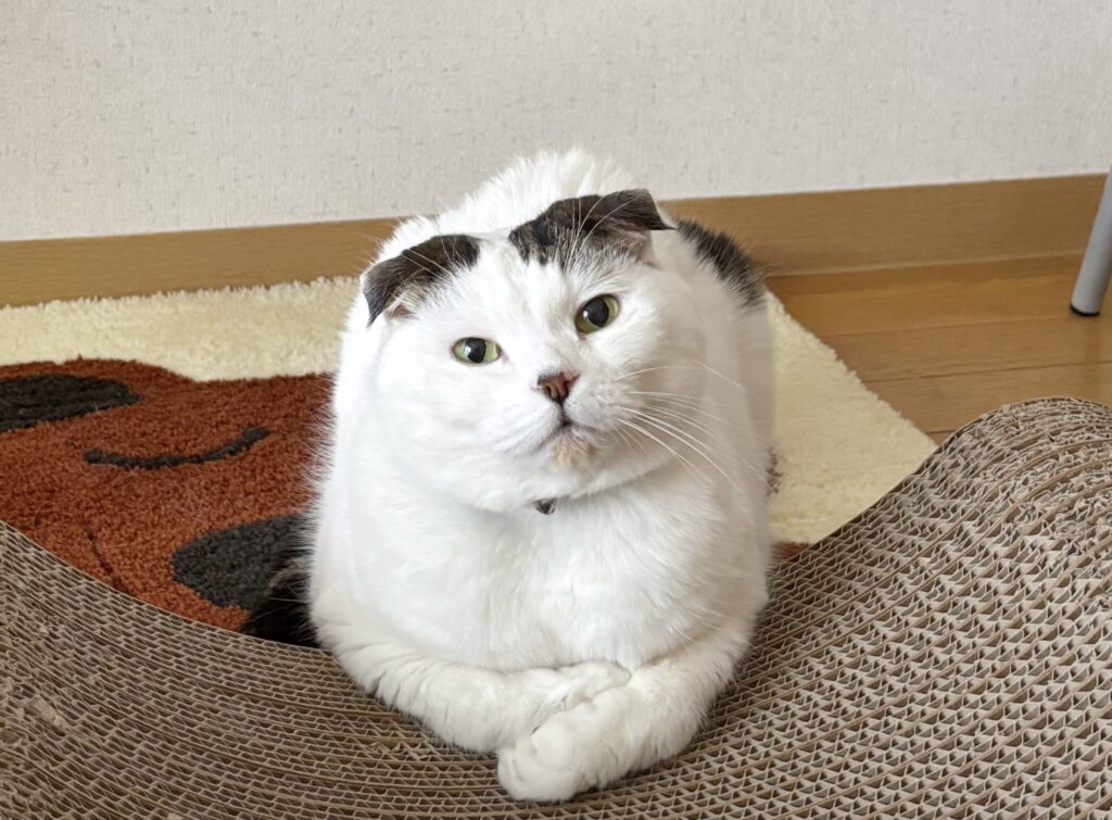 いろんな表情、見てってな。【いなほ、オレ物語。vol.236】スコティッシュフォールド いなほ