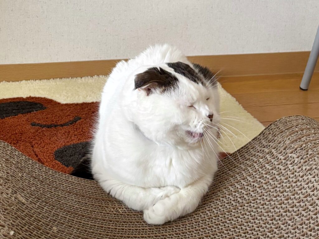 いろんな表情、見てってな。【いなほ、オレ物語。vol.236】スコティッシュフォールド いなほ