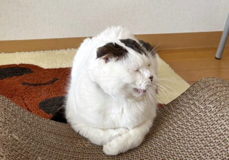 いろんな表情、見てってな。【いなほ、オレ物語。vol.236】スコティッシュフォールド いなほ