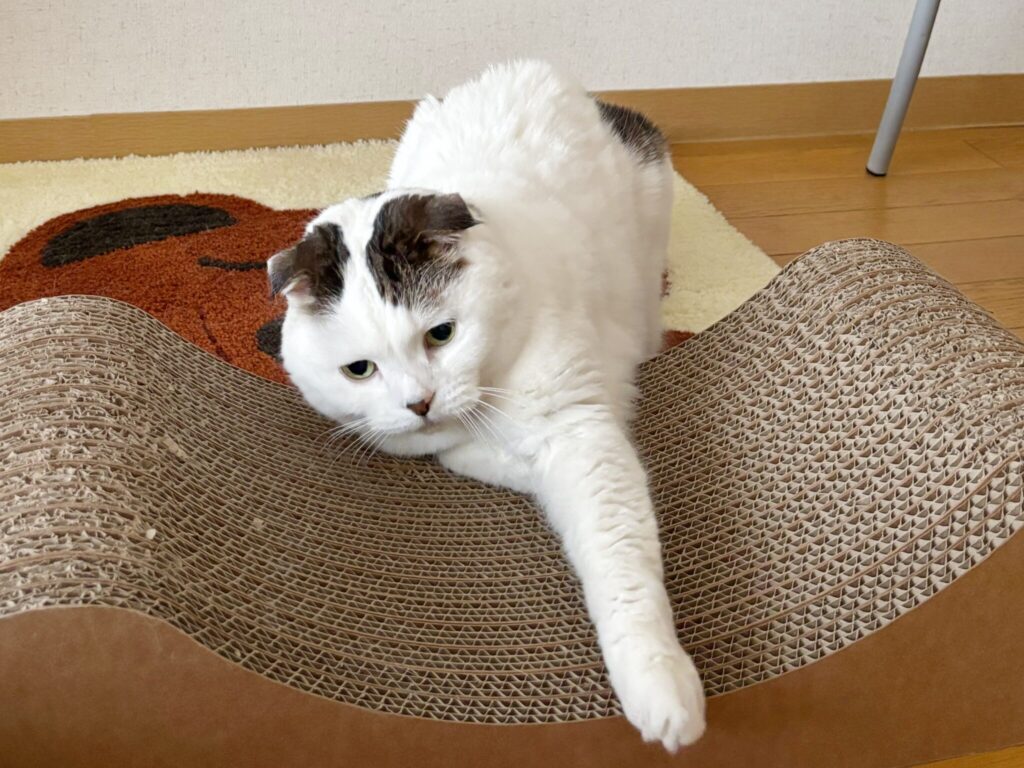 いろんな表情、見てってな。【いなほ、オレ物語。vol.236】スコティッシュフォールド いなほ