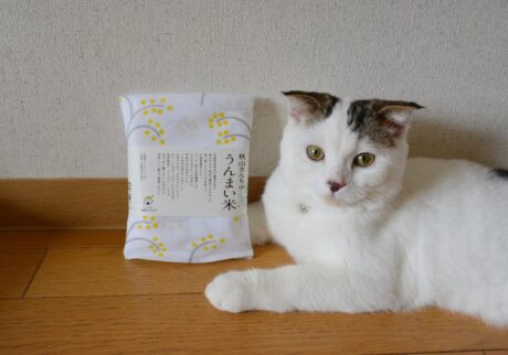 稲穂柄と、赤ちゃんのオレ。【いなほ、オレ物語。vol.235】スコティッシュフォールド いなほ