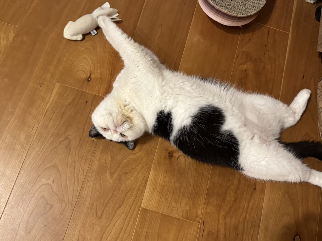 またたびのトリコ。【おちょこ、ぽのぽのだより。vol.211】白黒猫 エキゾチックショートヘア おちょこ ちろり