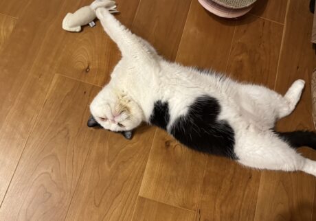 またたびのトリコ。【おちょこ、ぽのぽのだより。vol.211】白黒猫 エキゾチックショートヘア おちょこ ちろり