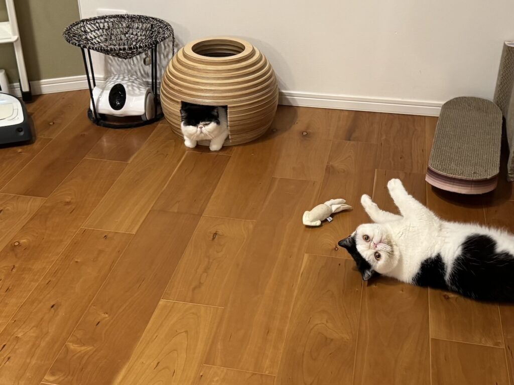 またたびのトリコ。【おちょこ、ぽのぽのだより。vol.211】白黒猫 エキゾチックショートヘア おちょこ ちろり