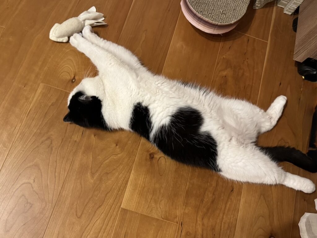 またたびのトリコ。【おちょこ、ぽのぽのだより。vol.211】白黒猫 エキゾチックショートヘア おちょこ ちろり