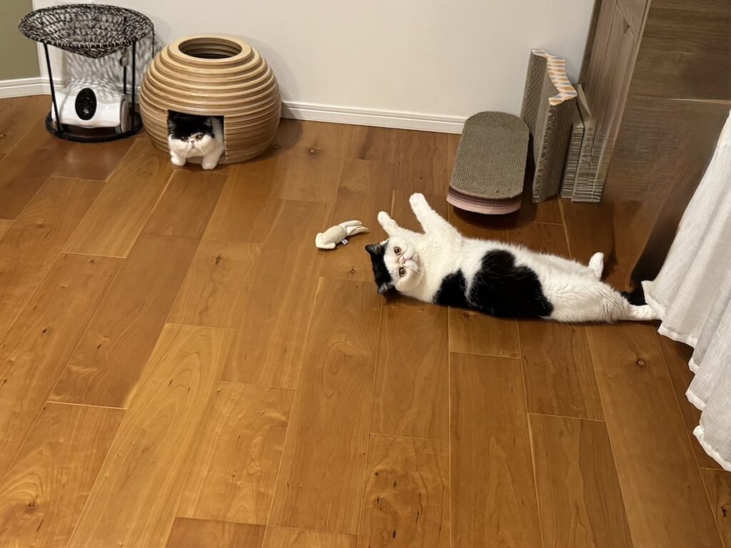 またたびのトリコ。【おちょこ、ぽのぽのだより。vol.211】白黒猫 エキゾチックショートヘア おちょこ ちろり