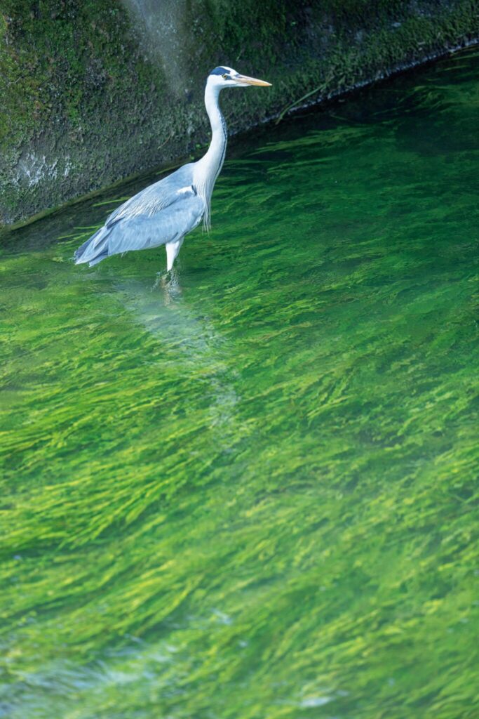 滋賀・奥琵琶湖で聖なる水辺を歩く旅。前編 | 住民総出で定期的に清掃する綺麗な水辺には、アオサギがよく訪れる。