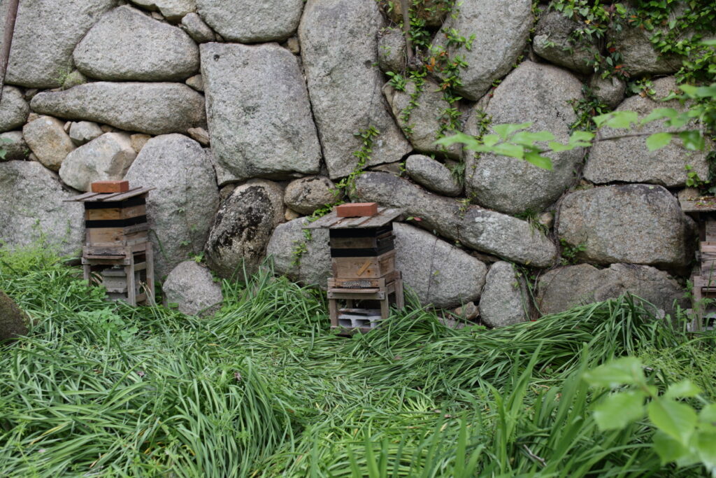 IMG_4529 IMG_4529