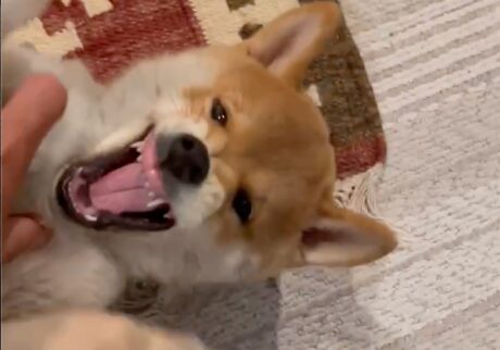 ハルくん、赤ちゃんだったぼく。柴犬子犬ハルのワンダフルライフ