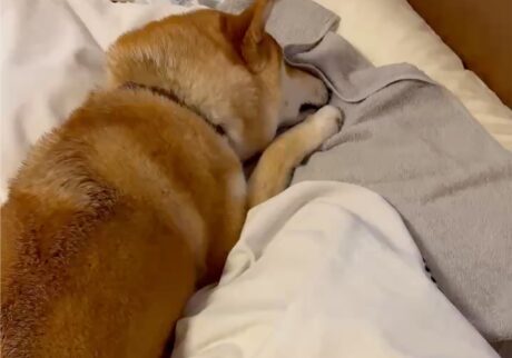 ハルくん、お布団くんくん。柴犬子犬ハルのワンダフルライフ