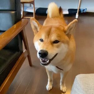 ハルくん、かーちゃん聞いて。柴犬子犬ハルのワンダフルライフ