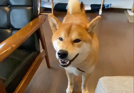 ハルくん、かーちゃん聞いて。柴犬子犬ハルのワンダフルライフ